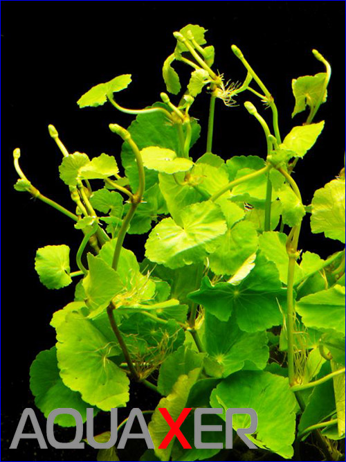   (Hydrocotyle leucocephala).