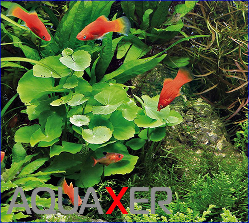   (Hydrocotyle leucocephala).