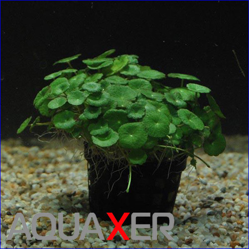   (Hydrocotyle verticillata).