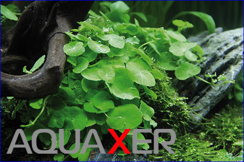   (Hydrocotyle verticillata).