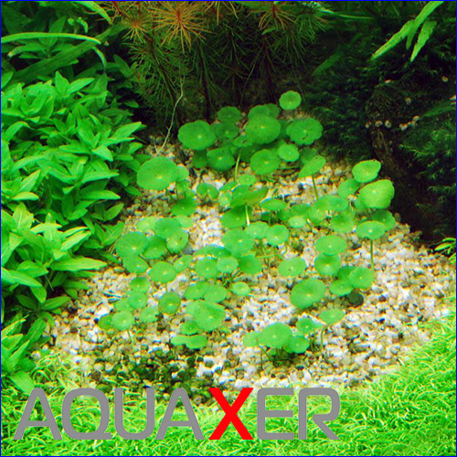   (Hydrocotyle verticillata).