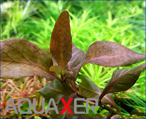   (Hygrophila angustifolia Brown).