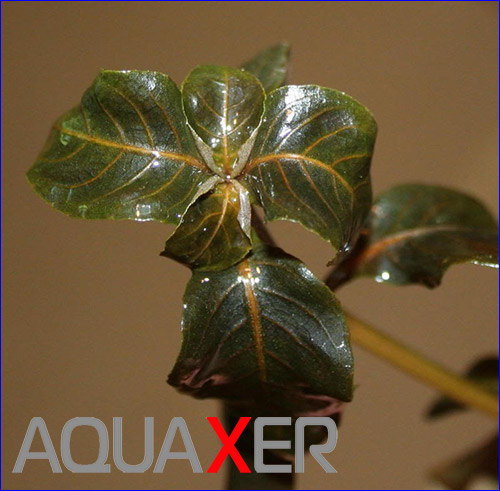   (Hygrophila angustifolia Brown).