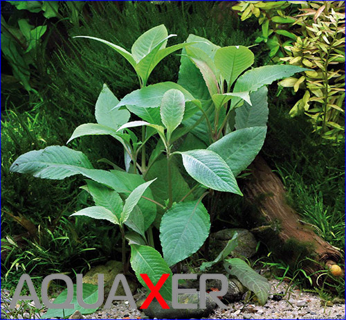   (Hygrophila corymbosa).