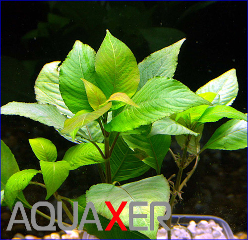   (Hygrophila corymbosa).