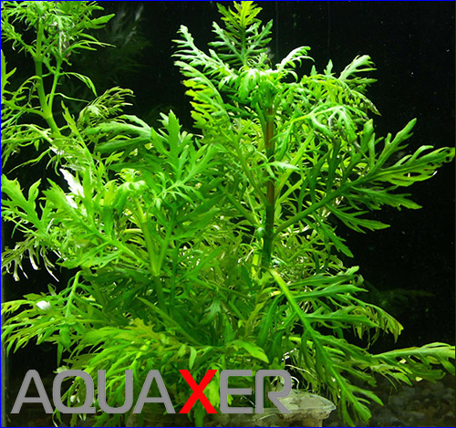   (Hygrophila difformis).