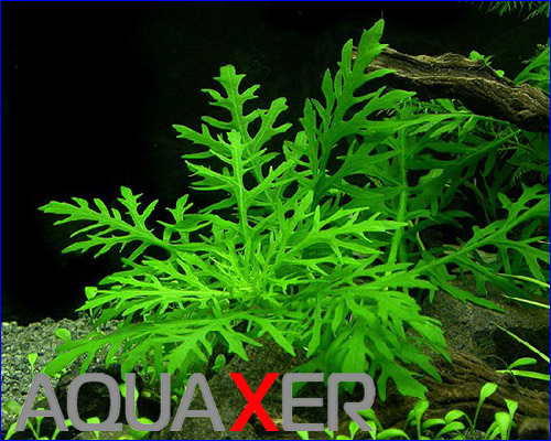   (Hygrophila difformis).