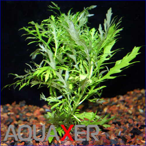   (Hygrophila difformis).