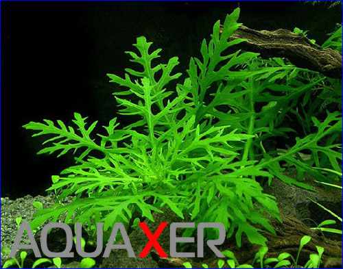   (Hygrophila difformis).