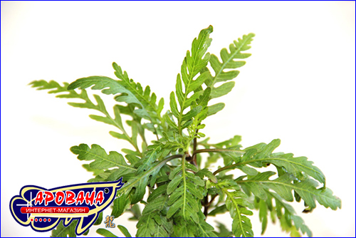 Hygrophila pinnatifida ( ).