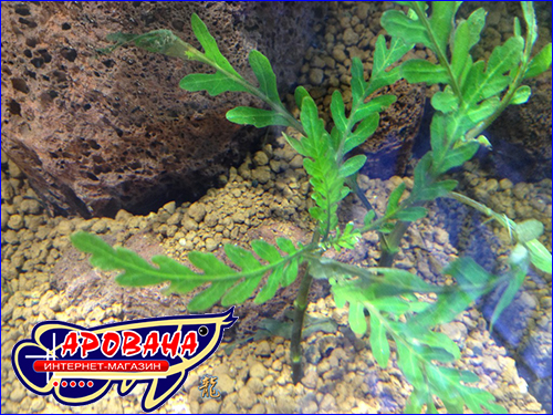 Hygrophila pinnatifida ( ).