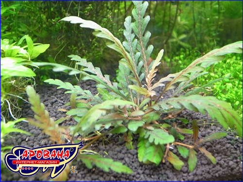 Hygrophila pinnatifida ( ).
