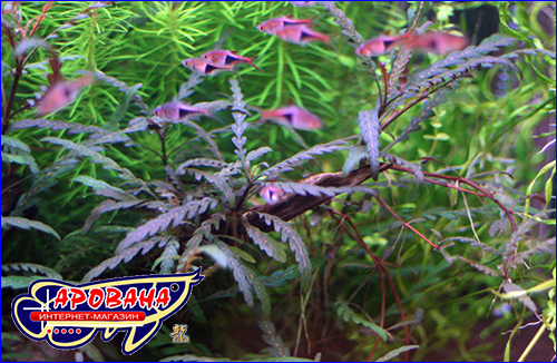 Hygrophila pinnatifida ( ).