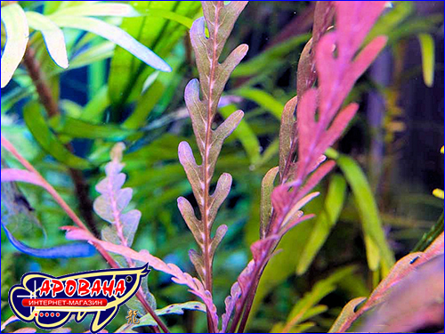 Hygrophila pinnatifida ( ).