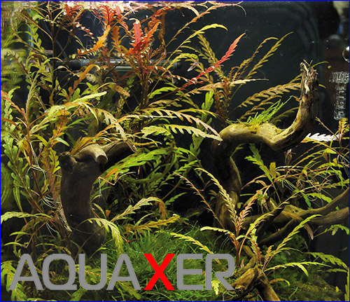   (Hygrophila pinnatifida care).