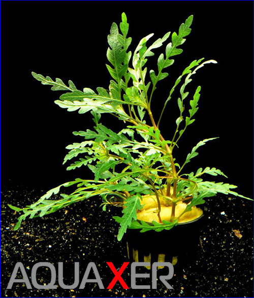   (Hygrophila pinnatifida care).