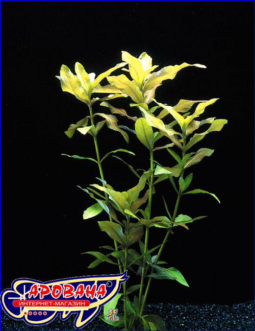   (Hygrophila polysperma).