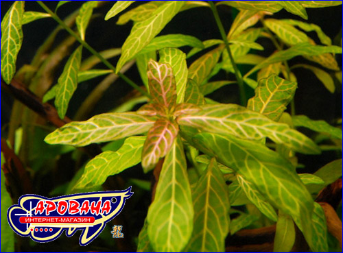   (Hygrophila polysperma).