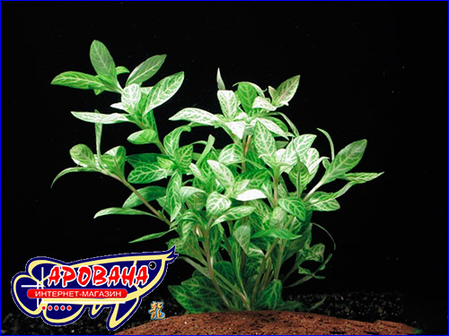   (Hygrophila polysperma).