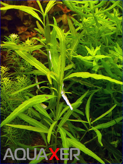    (Hygrophila polysperma var. Ceylon).