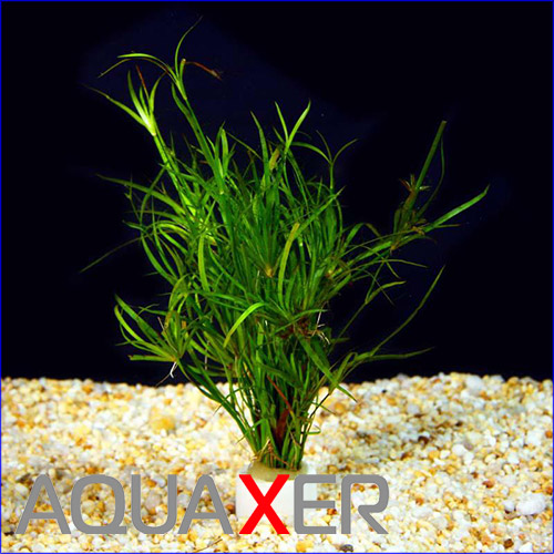  (Juncus repens).