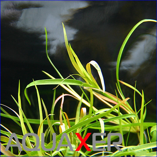   (Juncus repens).