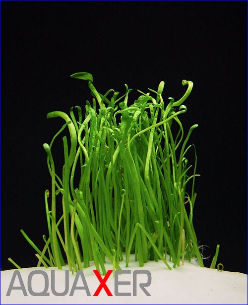   (Lilaeopsis macloviana)