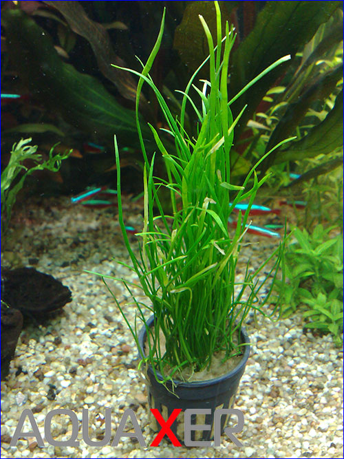   (Lilaeopsis macloviana)