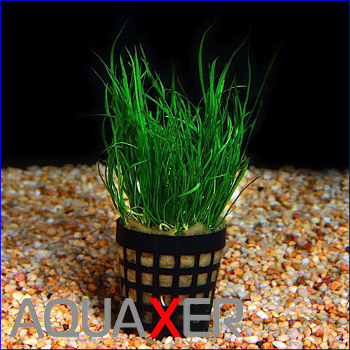  (Lilaeopsis mauritiana).