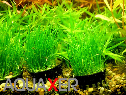   (Lilaeopsis mauritiana).