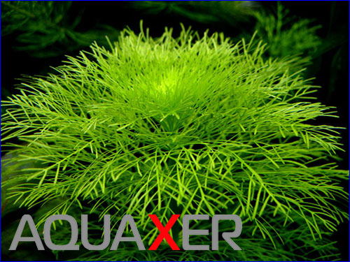   (Limnophila aquatica).
