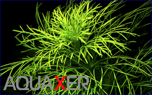   (Limnophila aquatica).