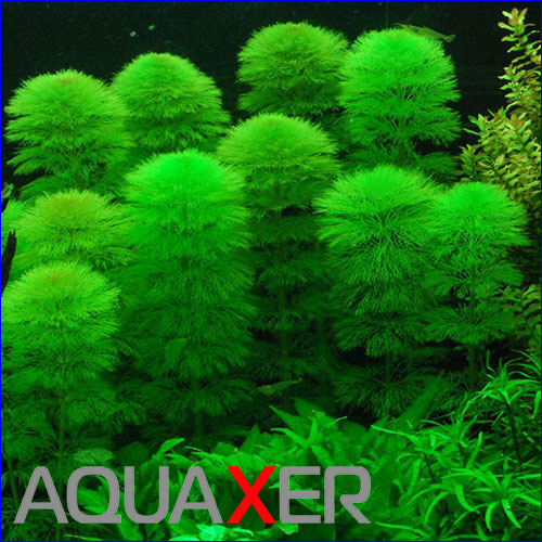   (Limnophila aquatica).