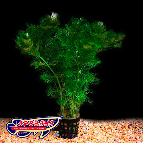   (Limnophila sessiliflora).