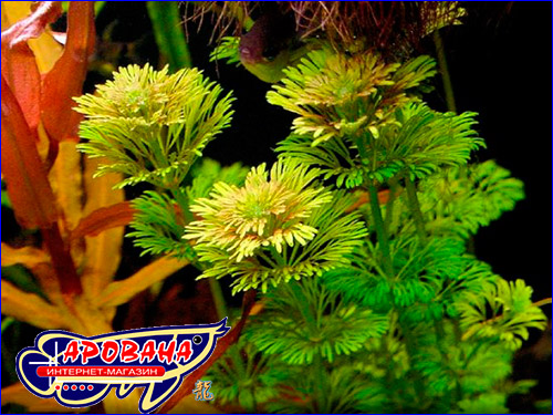   (Limnophila sessiliflora).