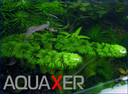    (Limnophila sessiliflora dwarf).
