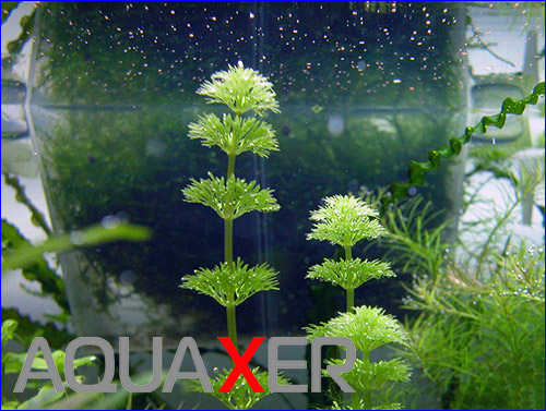    (Limnophila sessiliflora dwarf).