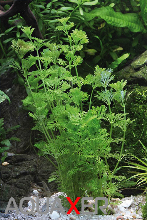    (Limnophila sessiliflora dwarf).