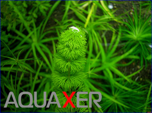    (Limnophila sessiliflora dwarf).