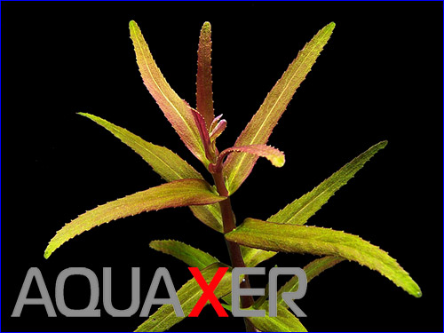   Limnophila sp. Belem.