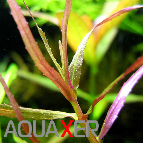   Limnophila sp. Belem.