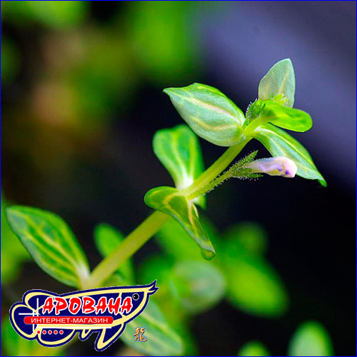   (Lindernia rotundifolia).