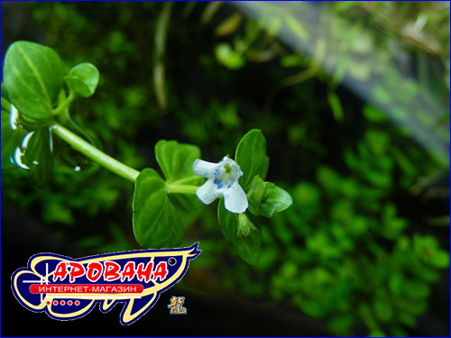   (Lindernia rotundifolia).
