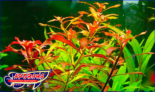   (Ludwigia repens).