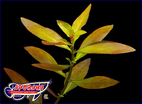   (Ludwigia repens).