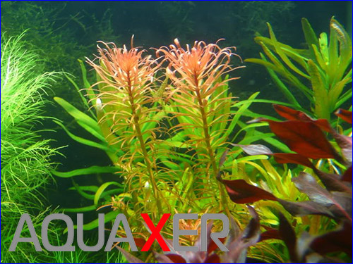   (Ludwigia Inclinata Pantanal).