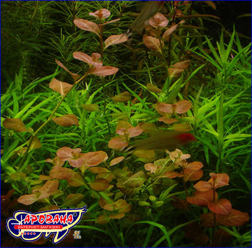  (Ludwigia ovalis).