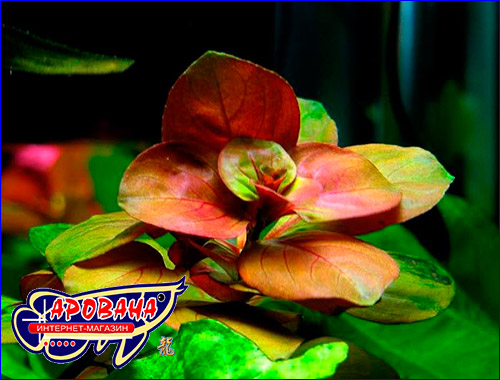   (Ludwigia ovalis).