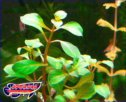   (Ludwigia ovalis).
