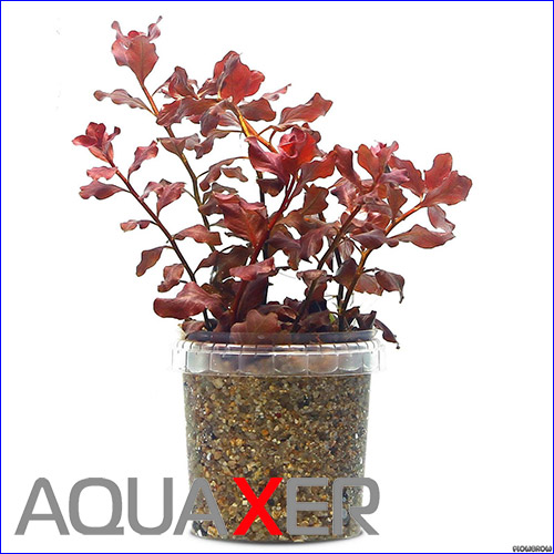    (Ludwigia Ovalis Pink).